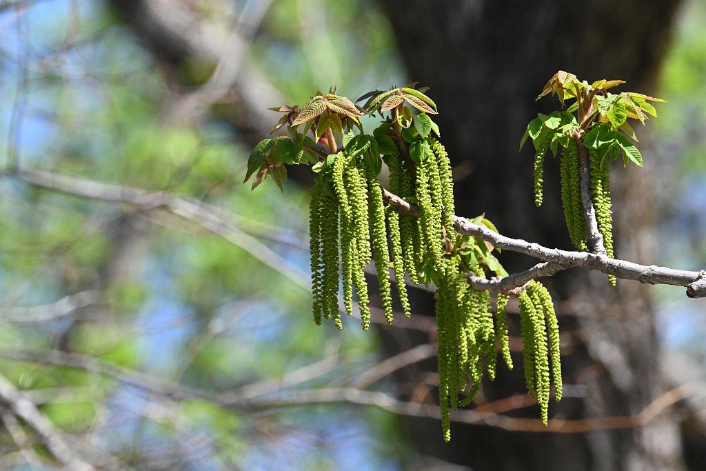 2025-04286692 Mount Auburn Cemetery, MA.JPG - Manchurian Walnut (Juglans mandshurica). Mount Auburn Cemetery, MA, 4-28-2025